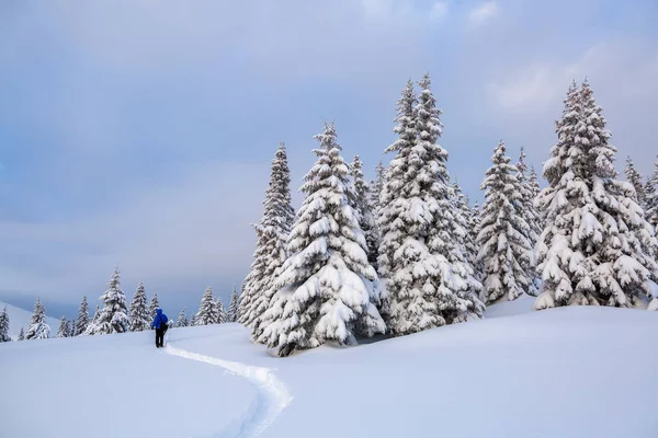 Çimenlikteki yolda adam durup dağları izliyor. Kabarık fuar ağaçları yuvarlak vardır. Kış manzarası. 