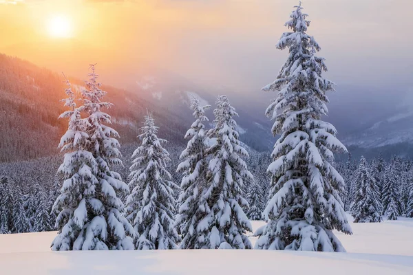 Meravigliosa alba invernale in alta montagna in splendide foreste. Paesaggio turistico. Ubicazione Carpazi, Ucraina, Europa . — Foto Stock