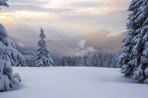 太陽の光は、公正な木で雪の芝生を啓発します。雄大な冬の風景。高山. — ストック写真