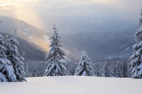 Los rayos del sol iluminan el césped nevado con árboles hermosos. Majestuoso paisaje invernal. Alta montaña . —  Fotos de Stock