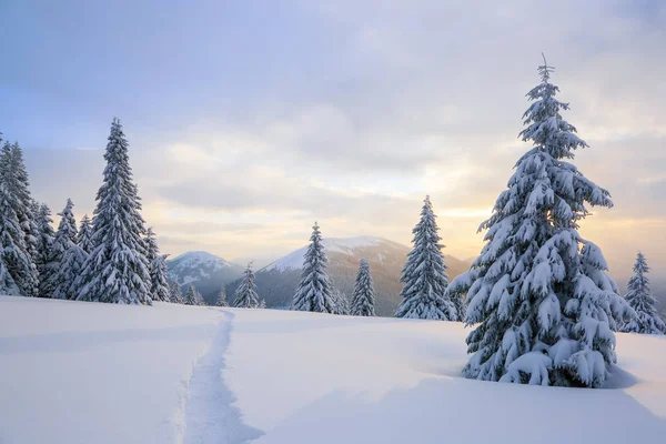 Paesaggio invernale con alberi giusti, montagne e il prato coperto di neve con il sentiero pedonale . — Foto Stock