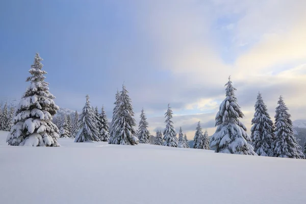 Beautiful landscape on the cold winter day. On the lawn covered with snow, the high mountains with snow white peaks, trees in the snowdrifts. — Stock Photo, Image