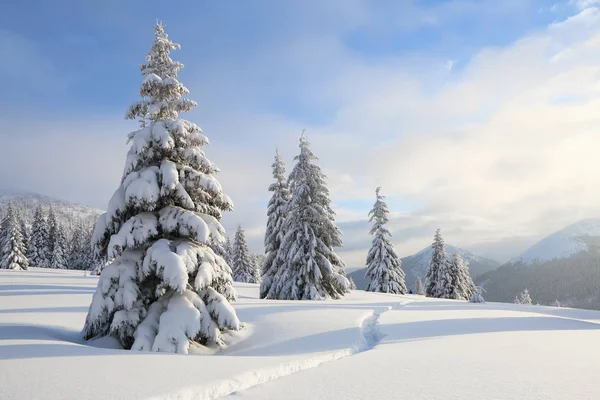 Soğuk kış gününde güzel manzara. Karla kaplı çimenlerde kar beyazı zirveleri olan yüksek dağlara giden bir patika var..