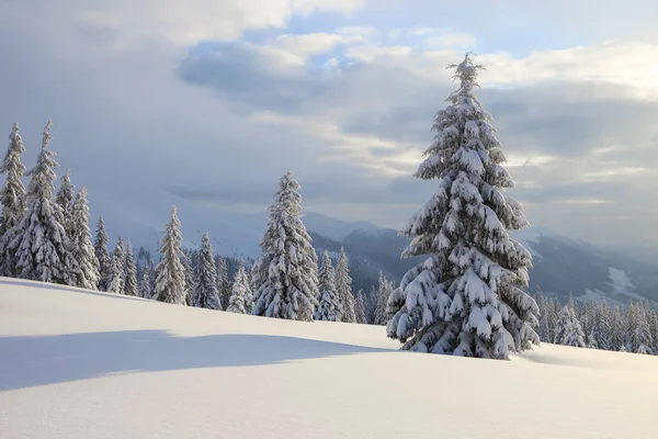 Karla kaplı çimenlerde güzel ağaçlar donmuş kış gününde kar taneleri ile dökülür duruyor. Yüksek dağlar.