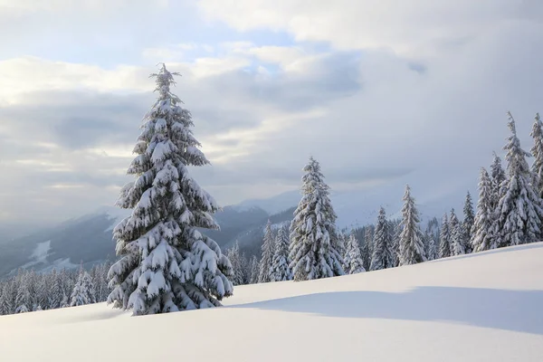 Soğuk kış sabahı güzel manzara. Çimler ve ormanlar. Yer Karpat Dağları, Ukrayna, Avrupa.