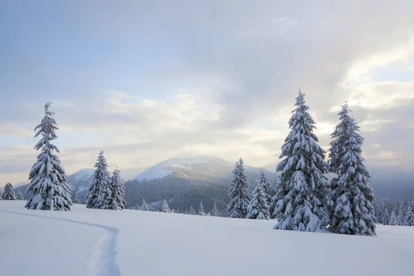 Winter landscape with fair trees, mountains and the lawn covered by snow with the foot path. — Stock Photo, Image