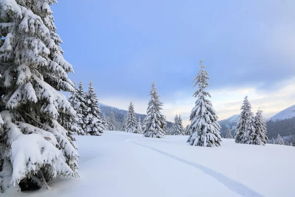 Winter landscape with fair trees, mountains and the lawn covered by snow with the foot path. — Stock Photo, Image