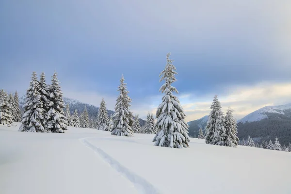 Hermoso paisaje en el frío día de invierno. En el césped cubierto de nieve hay un camino pisado que conduce a las altas montañas con picos blancos como la nieve, árboles en las corrientes de nieve . —  Fotos de Stock