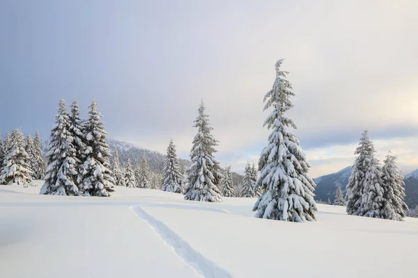 冬季景观与公平的树木，山脉和草坪覆盖着雪与步行路径. — 图库照片