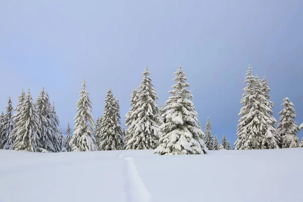 Paisajes de invierno en el día soleado. Paisajes de montaña. Árboles cubiertos de nieve blanca, césped y cielo azul. Ubicación de los Cárpatos Montañas, Ucrania, Europa . — Foto de Stock