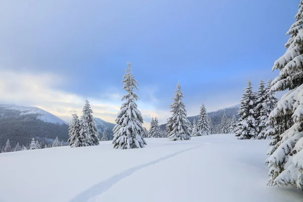 Hermoso paisaje en el frío día de invierno. En el césped cubierto de nieve hay un camino pisado que conduce a las altas montañas con picos blancos como la nieve, árboles en las corrientes de nieve . —  Fotos de Stock