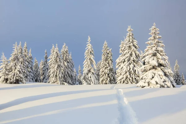 추운 겨울 날에 아름다운 풍경. 눈으로 덮인 잔디밭에는 눈 덮인 봉우리와 눈 덮인 봉우리, 눈의 나무로 이어지는 트로덴 경로가 있습니다.. — 스톡 사진