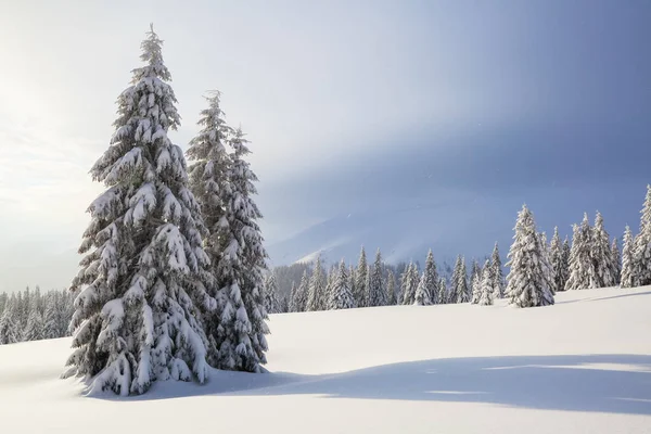 On the lawn covered with snow the nice trees are standing poured with snowflakes in frosty winter day. High mountains. — Stock Photo, Image