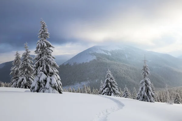 Bela paisagem no frio dia de inverno. No gramado coberto de neve, há um caminho trilhado que leva às altas montanhas com picos brancos de neve, árvores nas neves . — Fotografia de Stock