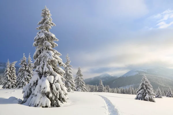 Beautiful landscape on the cold winter day. On the lawn covered with snow there is a trodden path leading to the high mountains with snow white peaks, trees in the snowdrifts. — Stock Photo, Image