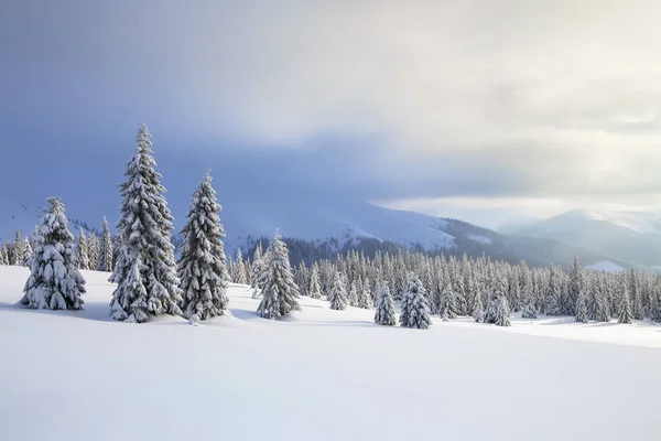 En el césped cubierto de nieve, los bonitos árboles están de pie vertidos con copos de nieve en el frío día de invierno. Montañas altas . —  Fotos de Stock