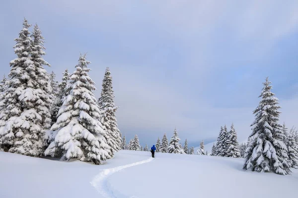 Kış manzarası. Çimenlikteki yolda adam durup dağları izliyor. Kabarık fuar ağaçları arround vardır.