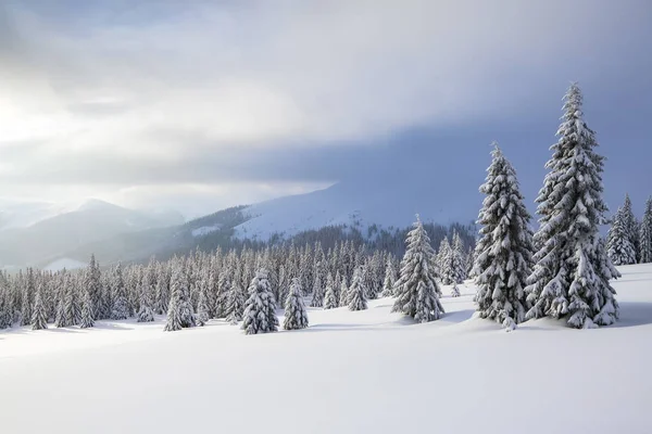 En el césped cubierto de nieve, los bonitos árboles están de pie vertidos con copos de nieve en el frío día de invierno. Montañas altas . —  Fotos de Stock