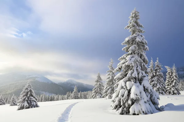 Winter landscape with fair trees, mountains and the lawn covered by snow with the foot path. — Stock Photo, Image