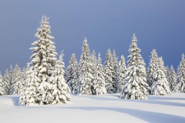 Karla kaplı çimenlerde güzel ağaçlar donmuş kış gününde kar taneleri ile dökülür duruyor. Noel ormanı.