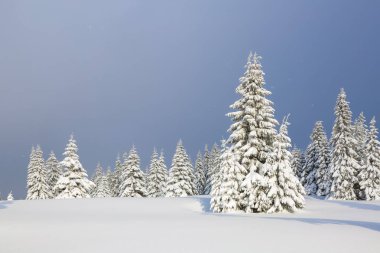 Karla kaplı çimenlerde güzel ağaçlar donmuş kış gününde kar taneleri ile dökülür duruyor. Noel ormanı.