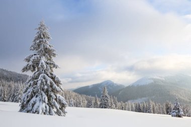 Güneşli bir günde kış manzarası. Dağ manzaraları. Ağaçlar beyaz kar, çim ve mistery gökyüzü ile kaplı. Yer Karpat Dağları, Ukrayna, Avrupa.