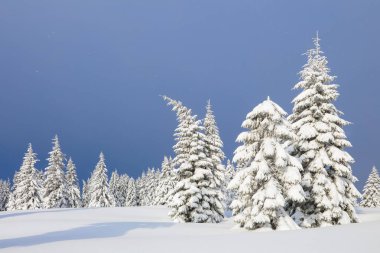 Karla kaplı çimenlerde güzel ağaçlar donmuş kış gününde kar taneleri ile dökülür duruyor. Noel ormanı.