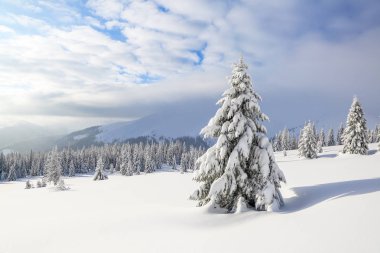 Güneşli bir günde kış manzarası. Dağ manzaraları. Ağaçlar beyaz kar, çim ve mistery gökyüzü ile kaplı. Yer Karpat Dağları, Ukrayna, Avrupa.