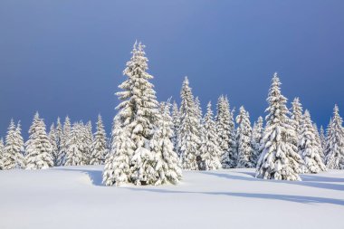 Karla kaplı çimenlerde güzel ağaçlar donmuş kış gününde kar taneleri ile dökülür duruyor. Noel ormanı.