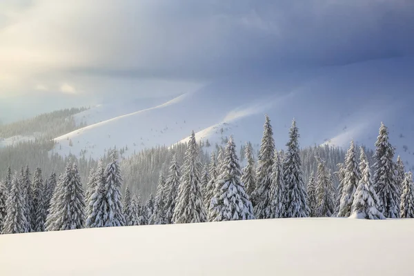 在阳光明媚的日子里,冬季的风景. 山区景观。 白雪覆盖的树木,草坪和朦胧的天空. 喀尔巴阡山脉的位置，乌克兰，欧洲. — 图库照片