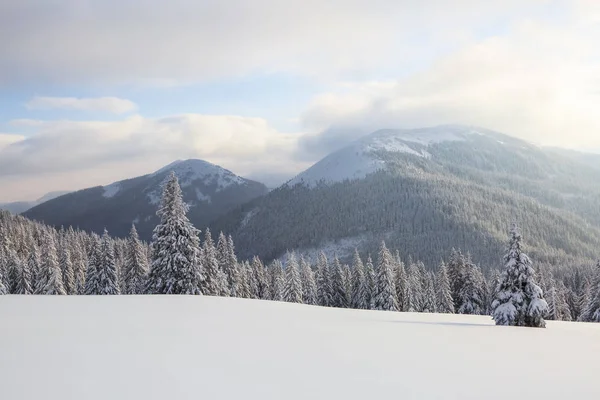 Cenário de inverno no dia ensolarado. Paisagens de montanha. Árvores cobertas com neve branca, gramado e céu mistério. Localização as montanhas dos Cárpatos, Ucrânia, Europa . — Fotografia de Stock