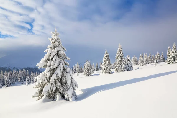 추운 겨울 아침의 아름다운 풍경입니다. 잔디와 숲. 우크라이나, 유럽의 카르파티아 산맥의 위치. — 스톡 사진