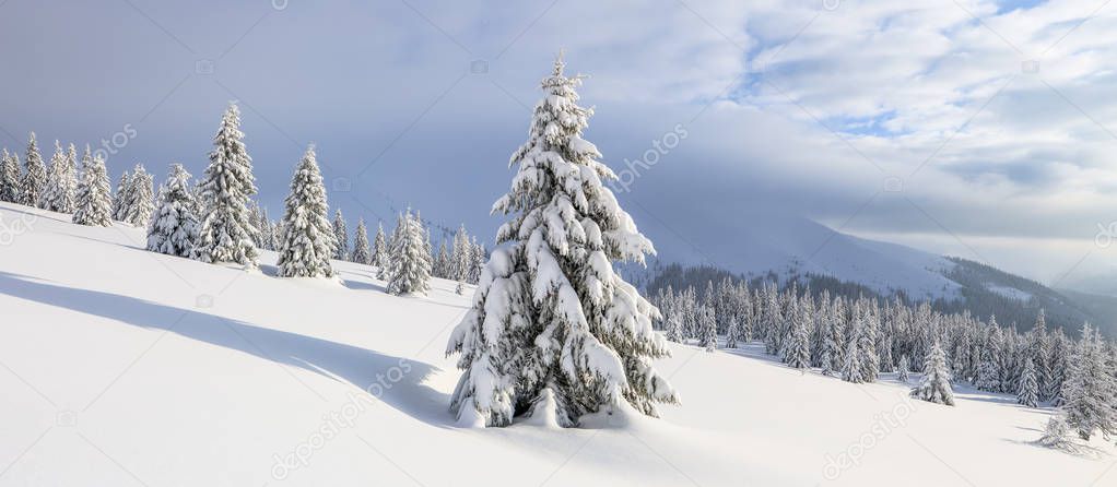 Winter landscape. Spectacular panorama is opened on mountains, trees covered with white snow, lawn and blue sky with clouds.