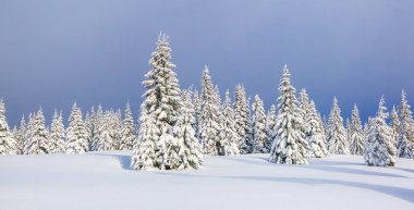 Kış manzarası. Muhteşem panorama dağlarda açılır, beyaz kar, çim ve mavi gökyüzü ile kaplı ağaçlar. Noel ormanı.