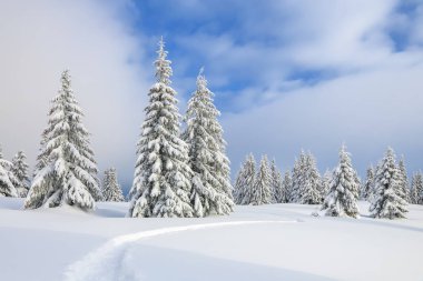 Kar yığınlarında ağaçlarla kış manzarası, ayak yolu ile karla kaplı çim.