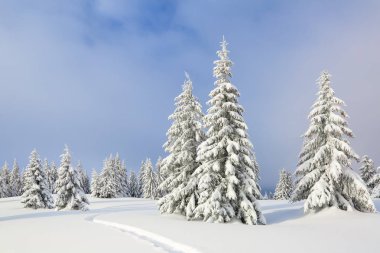 Kar yığınlarında ağaçlarla kış manzarası, ayak yolu ile karla kaplı çim.