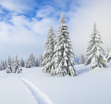 Soğuk kış sabahında güzel bir manzara. Çimler ve ormanlar. Karpat Dağları, Ukrayna, Avrupa.