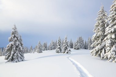 Kar yığınlarında ağaçlarla kış manzarası, ayak yolu ile karla kaplı çim.