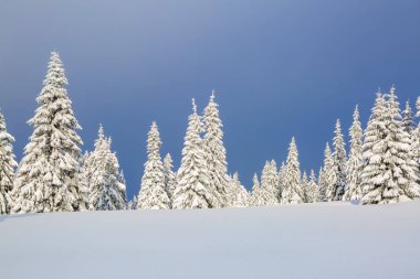 Karla kaplı çimenlerde güzel ağaçlar donmuş kış gününde kar taneleri ile dökülür duruyor. Noel ormanı.
