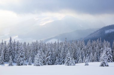 Güneşli bir günde kış manzarası. Dağ manzaraları. Ağaçlar beyaz kar, çim ve mistery gökyüzü ile kaplı. Yer Karpat Dağları, Ukrayna, Avrupa.