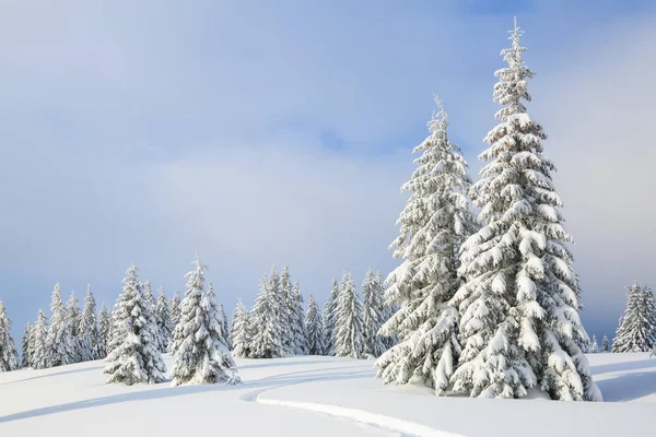 Paesaggio invernale con alberi nei cumuli di neve, il prato coperto di neve con il sentiero pedonale . — Foto Stock