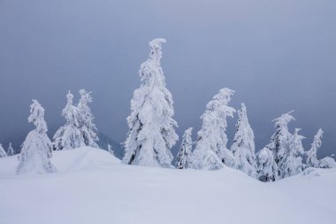 Soğuk, sisli bir kış sabahında güzel bir manzara. Beyaz karla kaplı ağaçlar, çimenler ve dramatik gökyüzü.