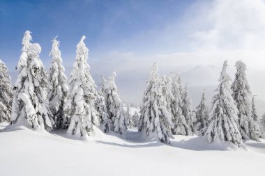 Kış manzarası. Karla kaplı çimenlikte ladin ağaçları donuk bir günde kar taneleriyle dolup taşıyor..