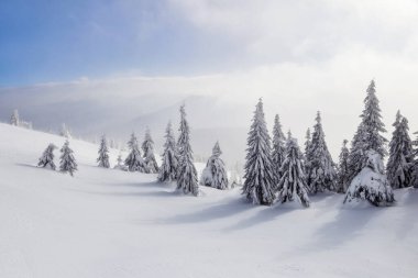 Beyaz karla kaplı ladin ağaçları. Soğuk güneşli bir günde kışın ağaçlık arazide manzara.