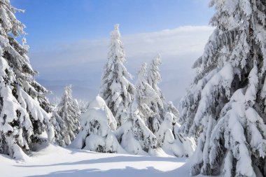 Kış manzarası. Karla kaplı çimenlikte ladin ağaçları donuk bir günde kar taneleriyle dolup taşıyor..
