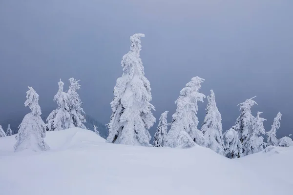Piękny krajobraz w mroźny zimowy poranek. Drzewa pokryte białym śniegiem, trawnikiem i dramatycznym niebem. — Zdjęcie stockowe