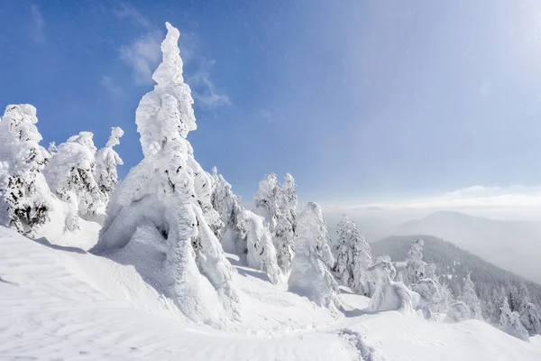 Szeroki szlak. Piękny krajobraz w mroźny zimowy poranek. Świąteczny las. Lokalizacja miejsce Karpaty, Ukraina, Europa. — Zdjęcie stockowe