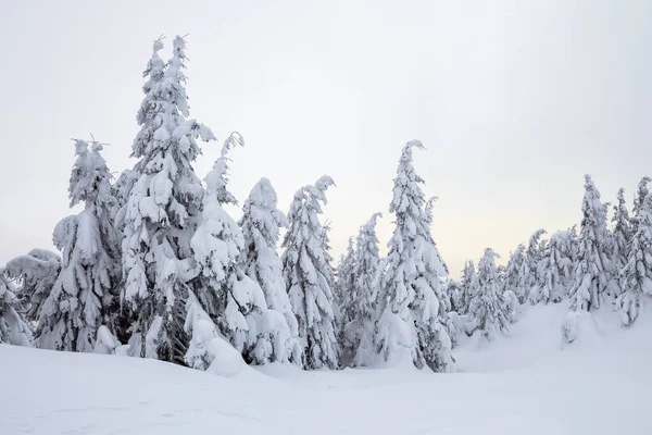 Świerki pokryte białym śniegiem. Krajobraz zimowy las w chłodny słoneczny dzień. — Zdjęcie stockowe