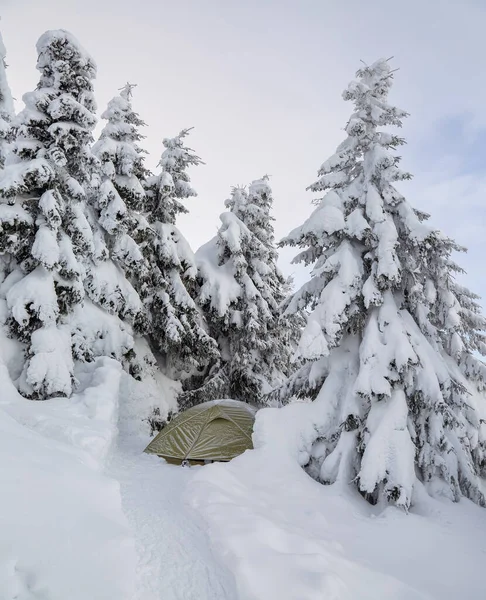 旅游帐篷矗立在雪地的草坪上，道路宽阔。 白雪覆盖的云杉树. 寒冷阳光普照的冬季林地. — 图库照片