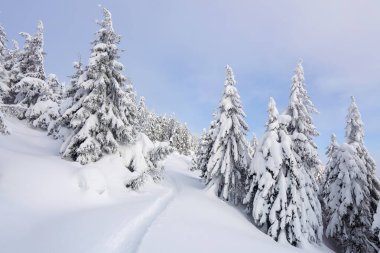Geniş patika. Soğuk kış sabahında güzel bir manzara. Noel Ormanı. Karpat Dağları, Ukrayna, Avrupa.